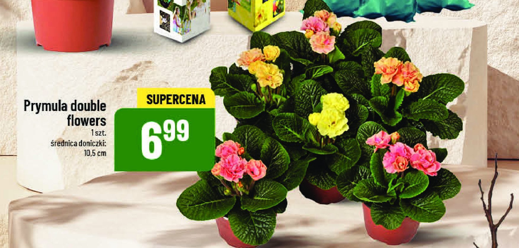 Prymula śr. 10.5 cm promocja w POLOmarket