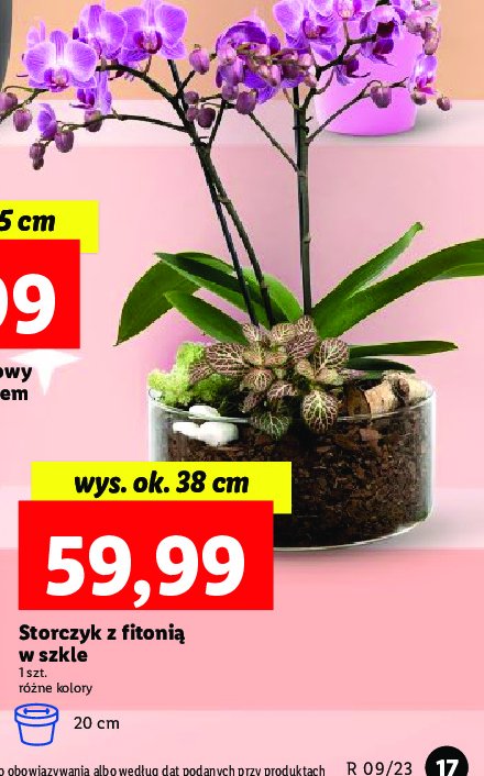 Storczyk 2 pędowy w szkle promocja