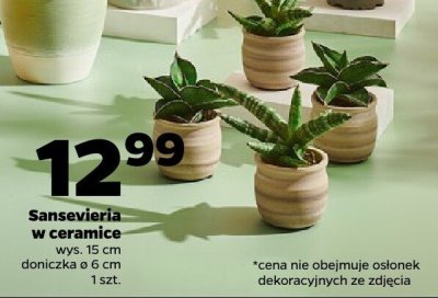 Sanseviaria w ceramice promocja w Netto