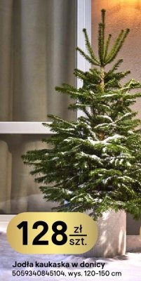 Jodła kaukaska w donicy wys. 120-150 cm promocja w Castorama