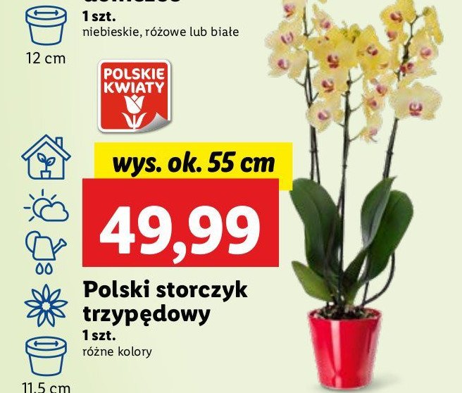 Storczyk 3-pędowy 55 cm promocja w Lidl