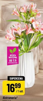 Alstromeria promocja w POLOmarket