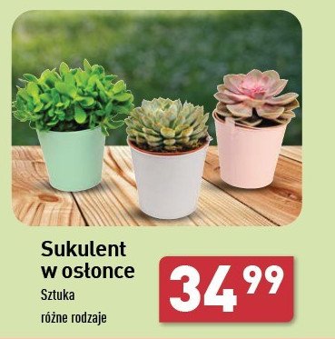 Sukulent w osłonce promocja w Aldi