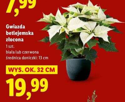 Gwiazda betlejemska złocona biała/czerwona promocja w Lidl