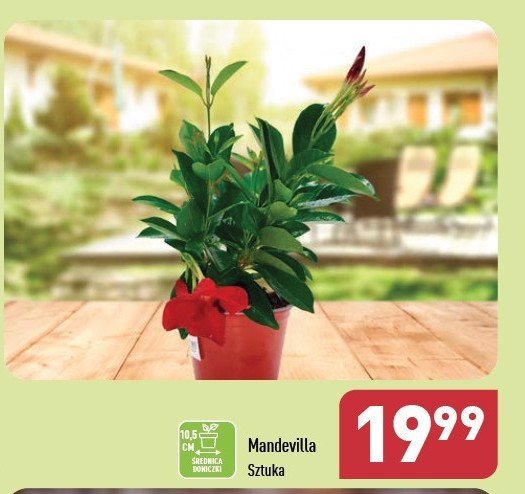 Mandevilla 10.5 cm promocja