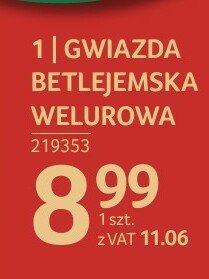 Gwiazda betlejemska welurowa promocja w Selgros