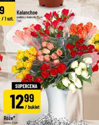 Kalanchoe promocja w POLOmarket