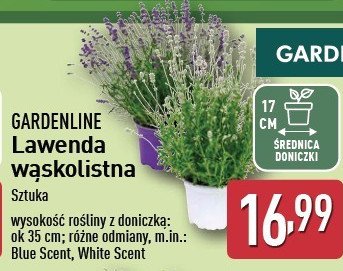 Lawenda white scent don. 17 cm GARDEN LINE promocja