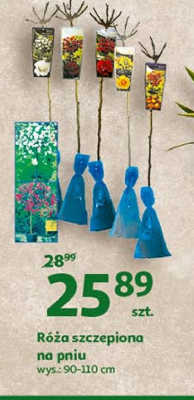 R贸偶a na pniu 90-110 cm promocja