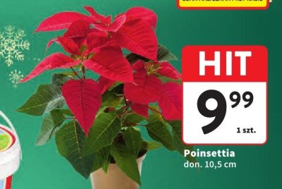 Poinsettia doniczka 10,5 cm promocja w Intermarche