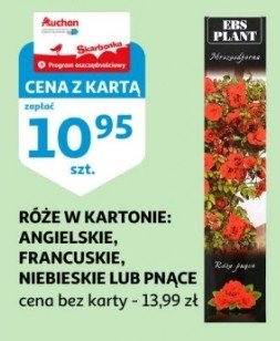 R贸偶a angielska w kartonie Ebs plant promocja