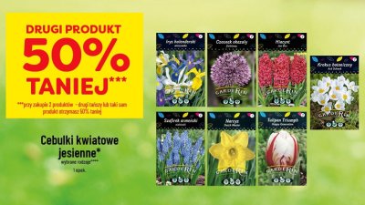 Cebulki kwiatowe jesienne Czosnek okrągły promocja w POLOmarket