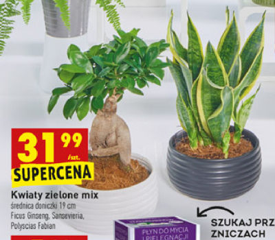 Polyscias fabian don. 19 cm promocja