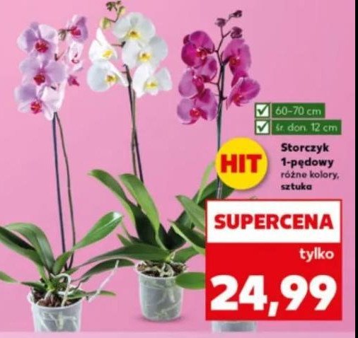 Storczyk 1-pędowy don. 12 cm promocja