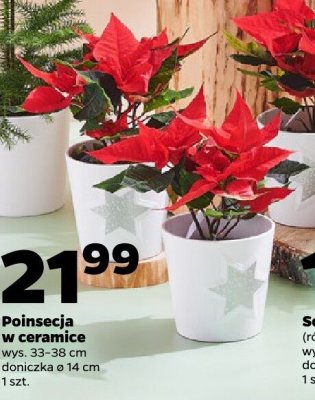 Poinsecja w ceramice promocja w Netto