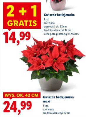 Gwiazda betlejemska promocja w Lidl