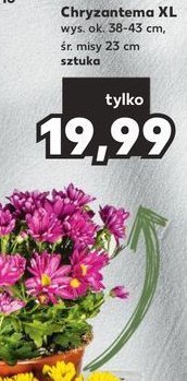 Chryzantema xl promocja