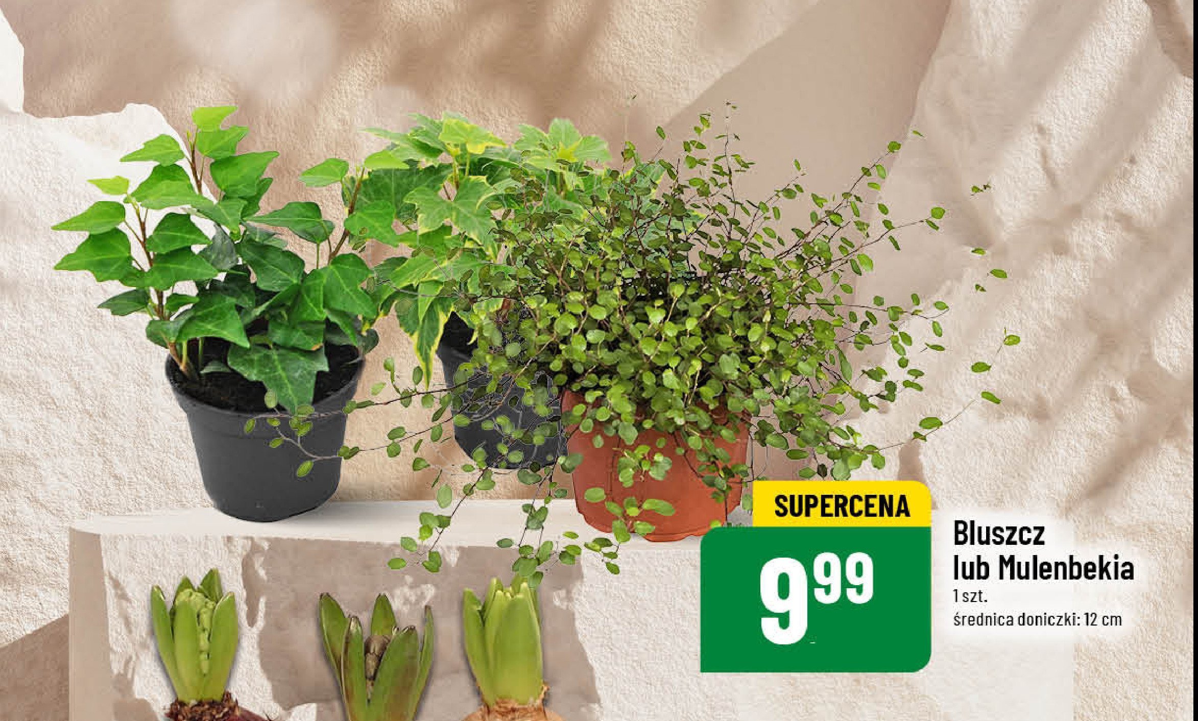 Mulenbekia promocja