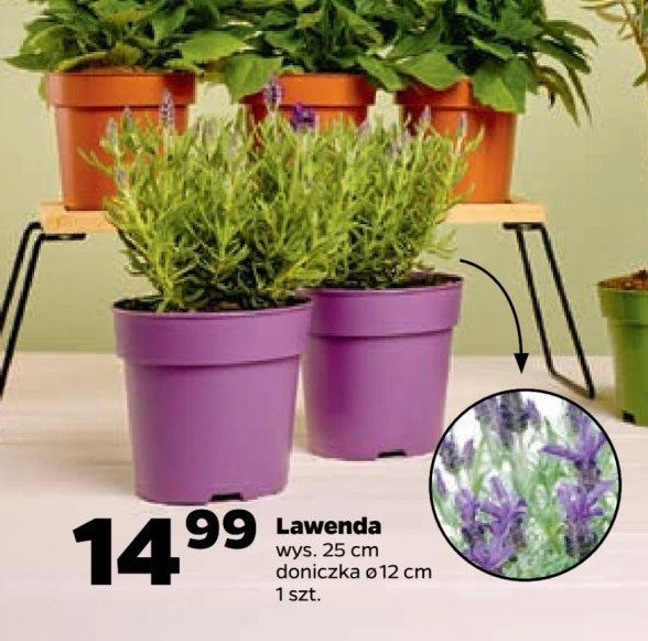 Lawenda 艣r. donicy 12 cm promocja