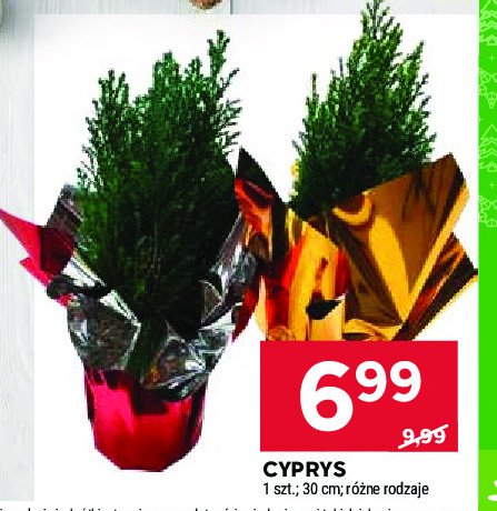 Cyprys 30 cm promocja w Stokrotka