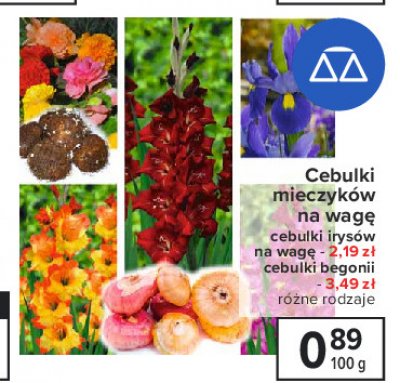 Cebulki irys promocja
