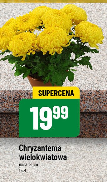 Chryzantema wielokwiatowa 19 cm promocja w POLOmarket