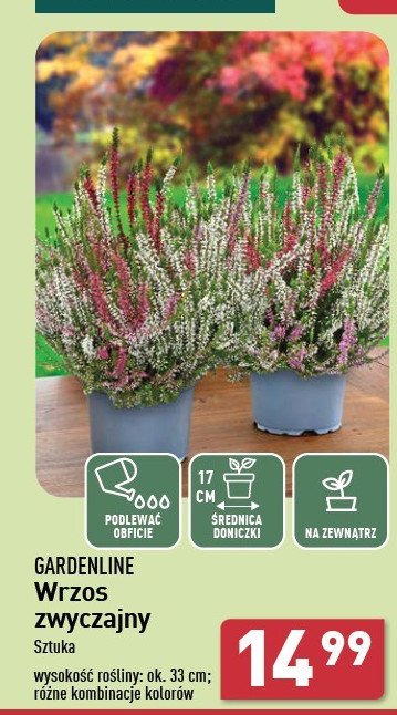 Wrzos zwyczajny 33 cm GARDEN LINE promocja w Aldi