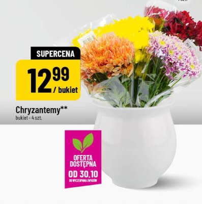Chryzantemy promocja w POLOmarket