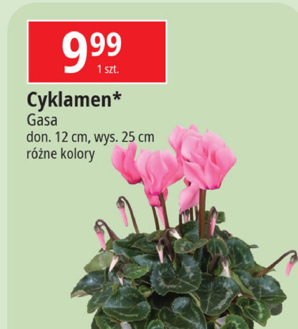 Cyklamen don. 12 cm Gasa promocja