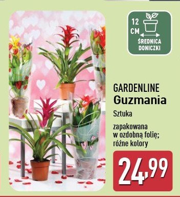 Guzmania 12 cm promocja