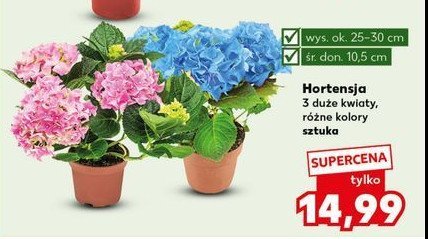 Hortensja don. 10.5 cm promocja
