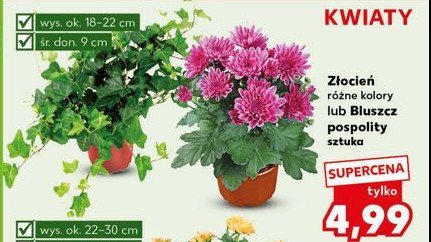 Bluszcz pospolity promocja
