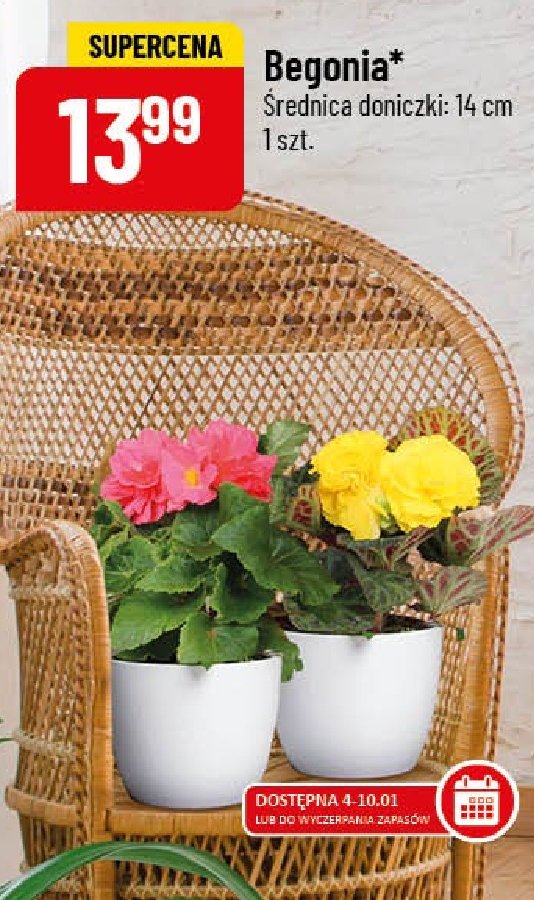 Begonia don. 14 cm wys. 30 cm promocja