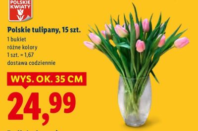 Polskie tulipany, 15 szt. promocja w Lidl