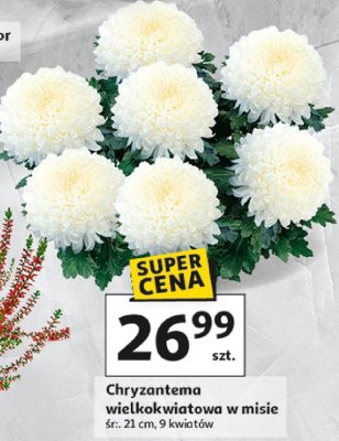 Chryzantema wielkokwiatowa w misie śr. 21 cm, 9 kwiatów promocja w Auchan