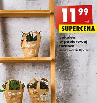 Sukulent w kolorowej papierowej os艂once promocja
