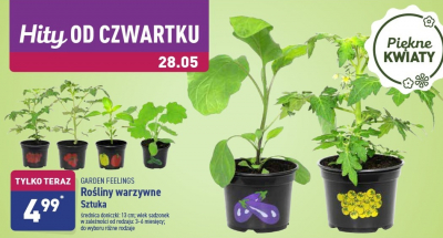 Rośliny warzywne w don.13 cm - bakłażan Garden feelings promocja