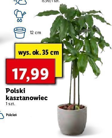 Polski kasztanowiec wys. 35 cm don. 12 cm promocja