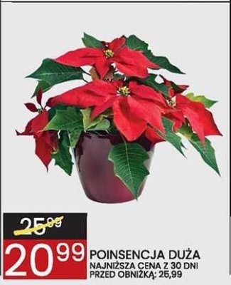 Poinsencja duża w doniczce o śr. 30 cm promocja w Wafelek
