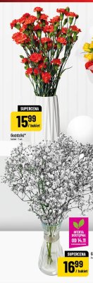 Gipsówka bukiet 5 szt. promocja w POLOmarket