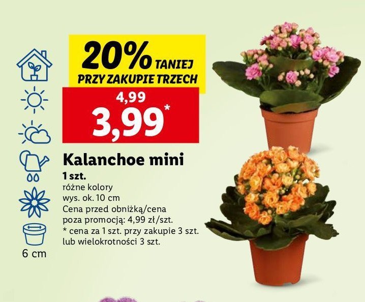 Kalanchoe mini promocja w Lidl