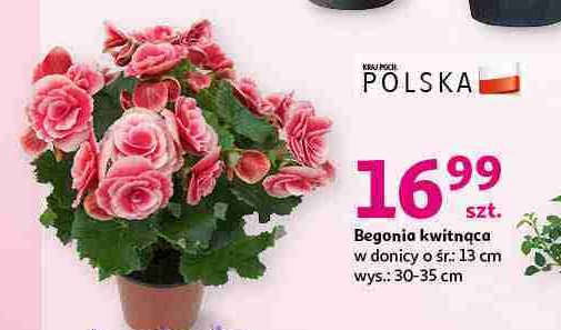 Begonia kwitnąca don. 13 cm promocja