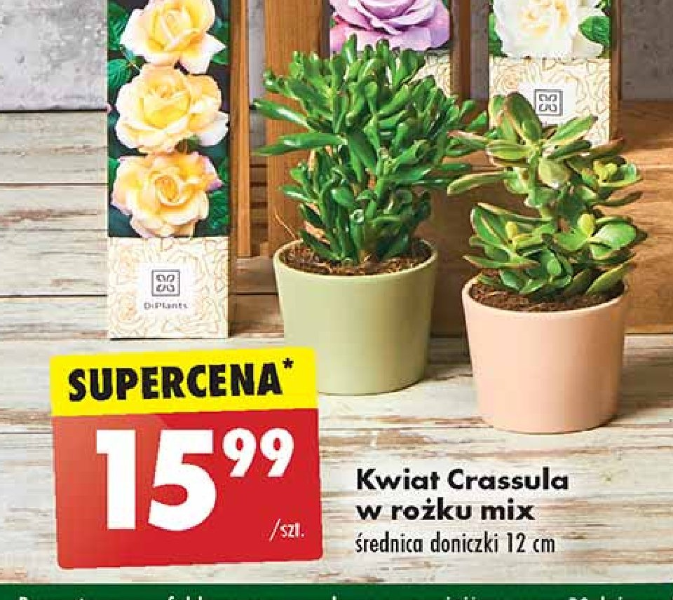 Crassula w ro偶ku 12 cm promocja