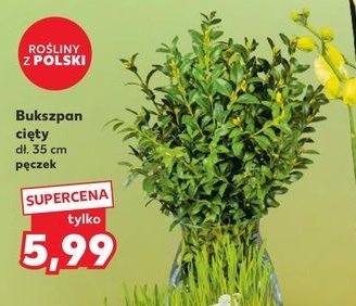 Bukszpan 35 cm promocja