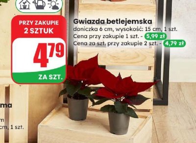 Gwiazda betlejemska doniczka 6 cm promocja w Dino