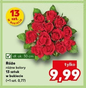 Róże 30 cm promocja