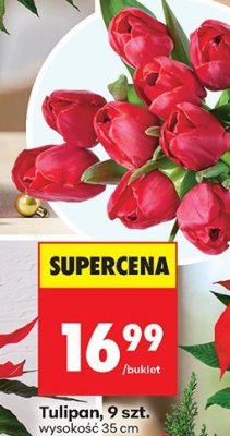 Tulipan 9 szt. promocja w Biedronka