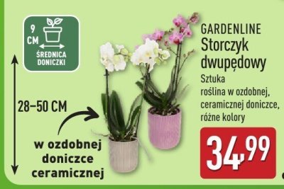 Storczyk dwupędowy Gardenline sztuka 28-50 cm roślina w ozdobnej, ceramicznej doniczce, różne kolory promocja w Aldi