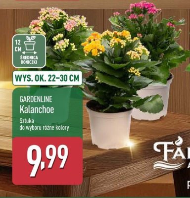 Roślina Kalanchoe GARDENLINE promocja w Aldi
