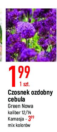 Cebulka czosnek ozdobny promocja